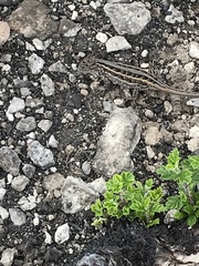 Sceloporus samcolemani