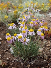 Erigeron vetensis