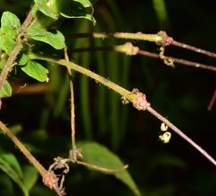 Cleome spinosa