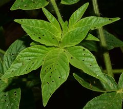 Cleome spinosa