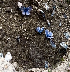 Plebejus melissa