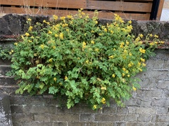 Pseudofumaria lutea