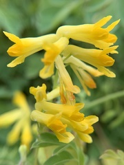 Pseudofumaria lutea
