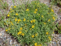 Heterotheca pumila