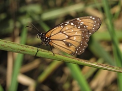 Danaus eresimus plexaure