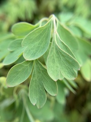 Pseudofumaria lutea