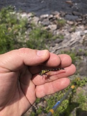 Stylogomphus albistylus