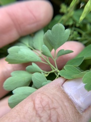 Pseudofumaria lutea
