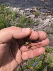 Stylogomphus albistylus