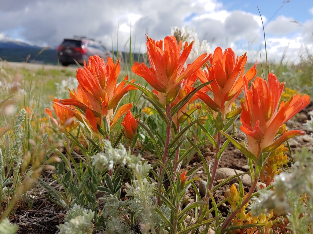 Wholeleaf Paintbrush