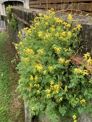 Pseudofumaria lutea