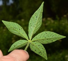 Cleome spinosa