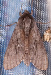 Lapara coniferarum