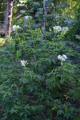 Cleome spinosa