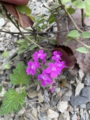 Glandularia polyantha