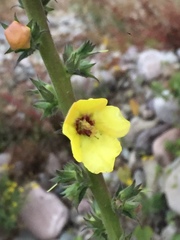 Verbascum virgatum
