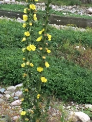 Verbascum virgatum