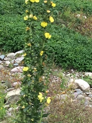 Verbascum virgatum