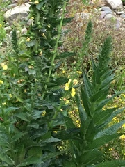Verbascum virgatum