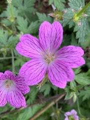 Geranium