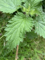 Geranium