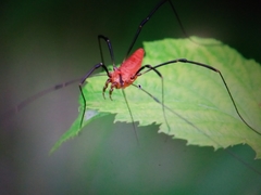 Leiobunum calcar