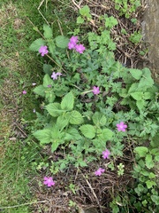 Geranium