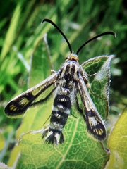 Chamaesphecia empiformis