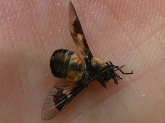 Chrysops cincticornis