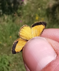 Isturgia limbaria