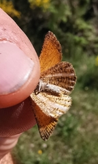 Isturgia limbaria