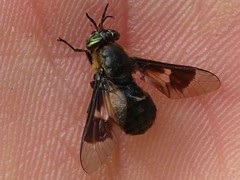 Chrysops cincticornis