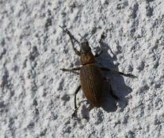 Brachyderes lusitanicus