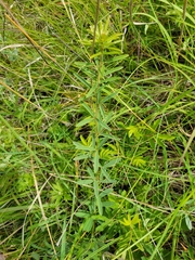 Lespedeza leptostachya