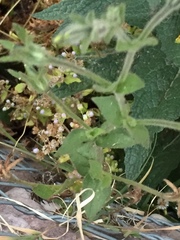 Angiospermae