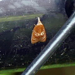 Cenopis diluticostana