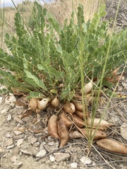 Astragalus megacarpus