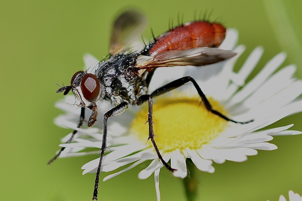Cylindromyia bicolor