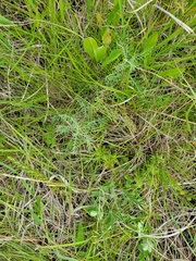 Astragalus crassicarpus