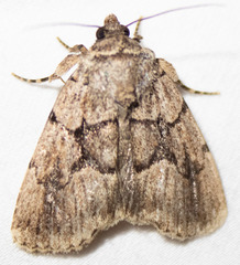 Sympistis infixa