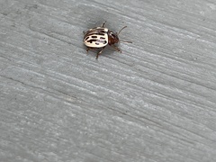 Zygogramma heterothecae