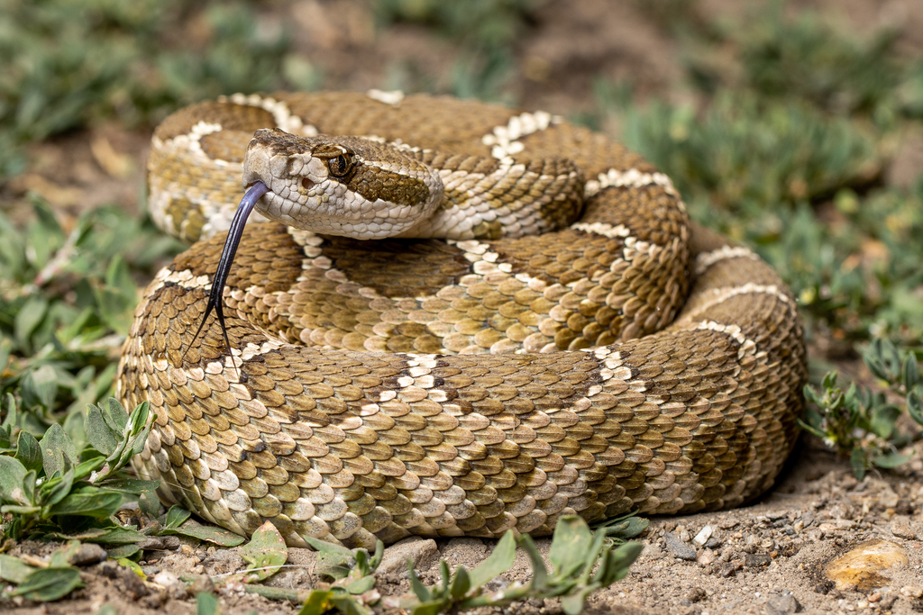 North Rattle Snake Northern Pacific Rattlesnake in June 2021 by andrewnydam. AOR · iNaturalist