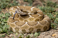 Crotalus oreganus oreganus