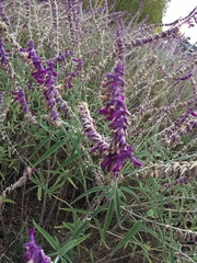 Salvia leucantha