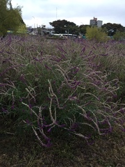 Salvia leucantha