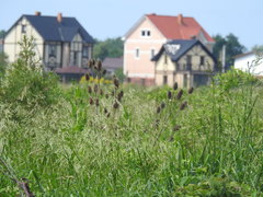 Dipsacus fullonum