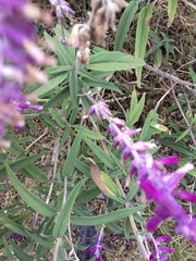Salvia leucantha
