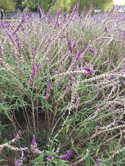 Salvia leucantha