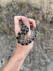 Pituophis catenifer deserticola