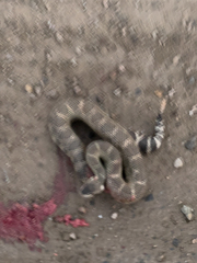 Crotalus oreganus oreganus